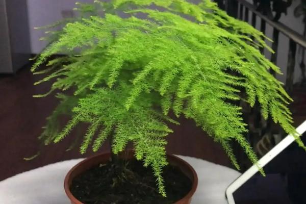 盆栽文竹叶子为什么会发黄