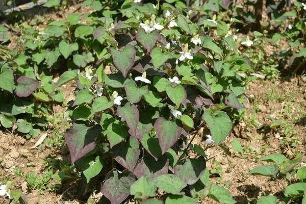 折耳根用什么除草剂