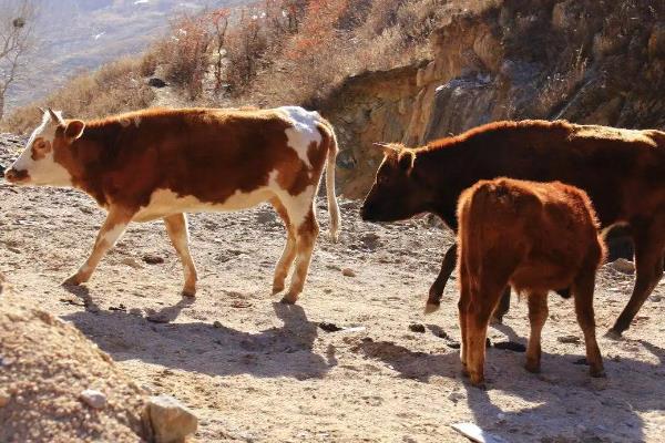 牛吃青草拉稀怎么办