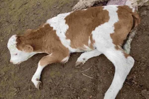 牛吃青草拉稀怎么办