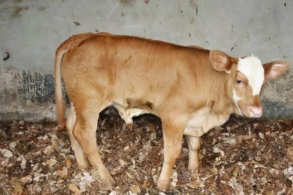 牛吃青草拉稀怎么办