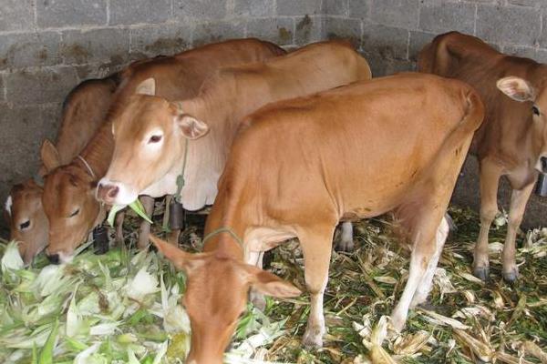 牛吃青草拉稀怎么办