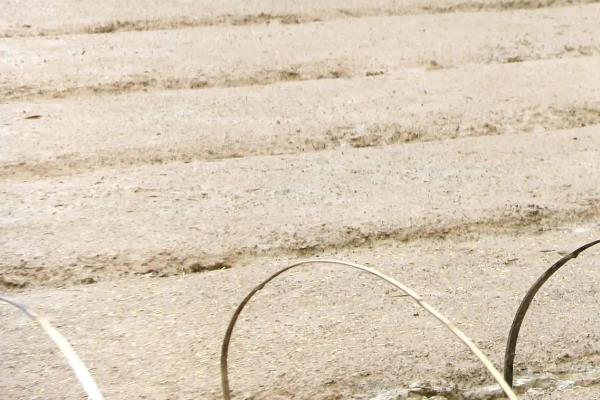 米是怎么种出来的