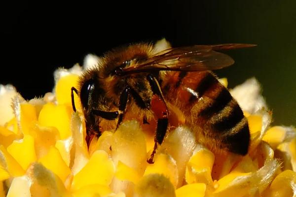 密蜂分箱后有一箱没蜂王,后又出来几个王台怎么办?