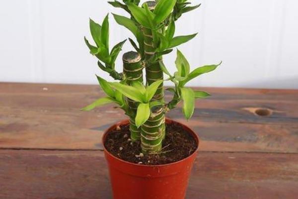 富贵竹可以用土栽培吗