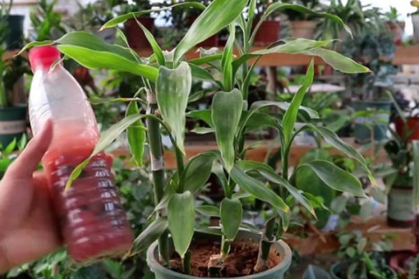 富贵竹可以用土栽培吗