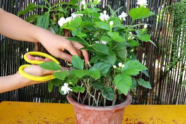 茉莉花的养殖方法和注意事项