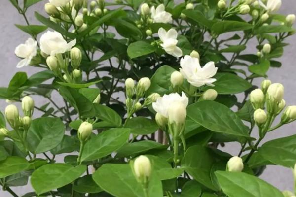 茉莉花的养殖方法和注意事项