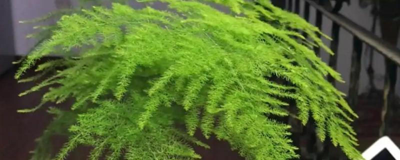 盆栽文竹用什么土好