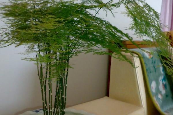 盆栽文竹用什么土好