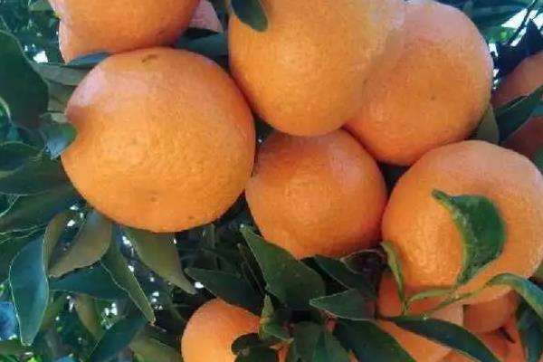 晚熟柑橘品种有哪些