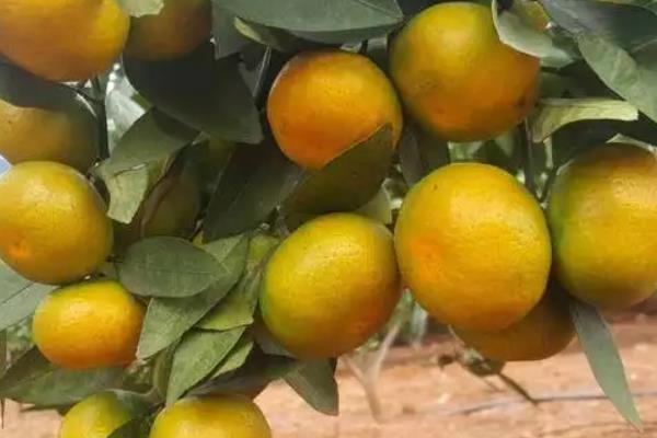 特早柑橘十大品种