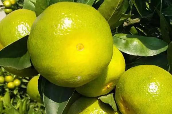 特早柑橘十大品种