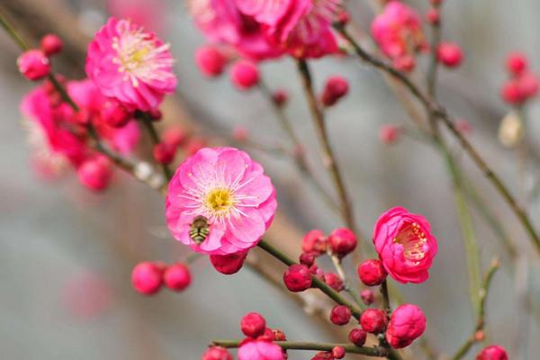 红梅花期