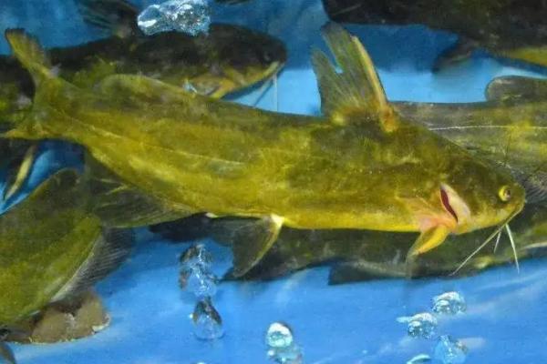 黄辣丁主要吃什么食物