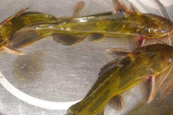 黄辣丁主要吃什么食物