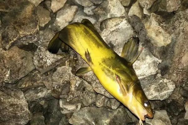 黄辣丁主要吃什么食物