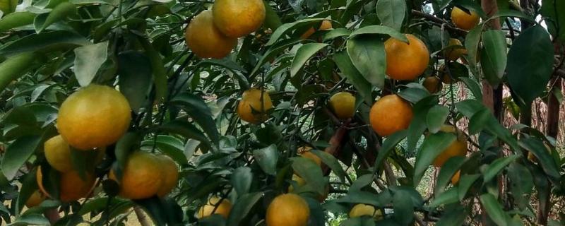 耙耙柑介绍