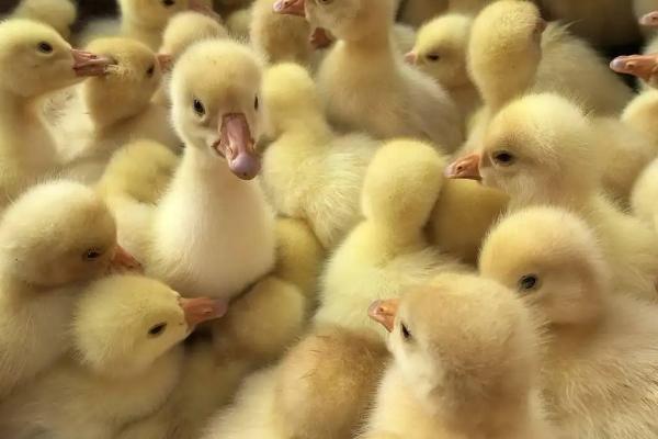 小鸭子有细菌病毒吗