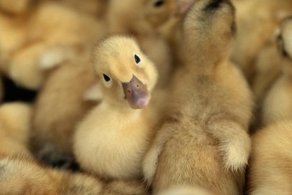 小鸭子有细菌病毒吗