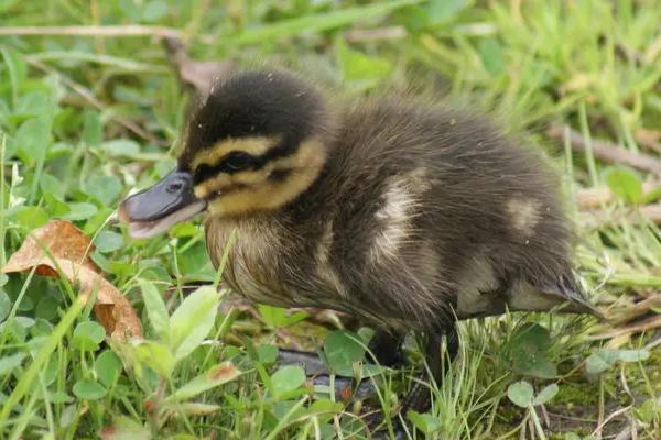 小鸭子有细菌病毒吗