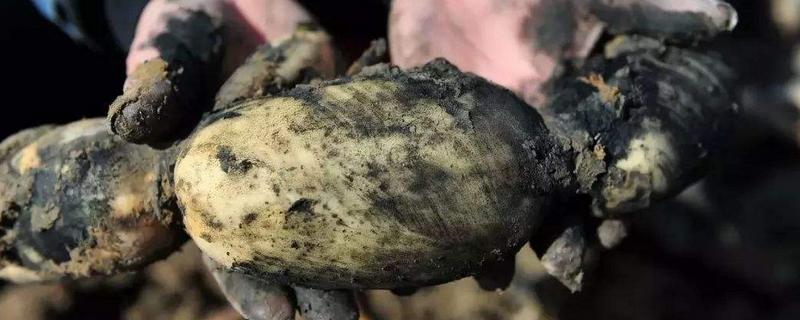 盆栽莲藕怎么过冬