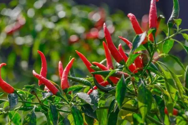 辣椒喜水还是喜欢旱地