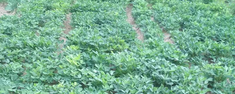 六月份种花生几月份成熟