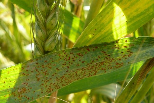 小麦叶锈病是什么引起的