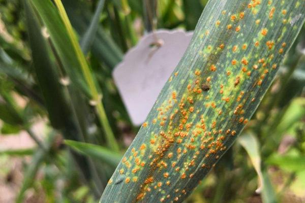 小麦叶锈病是什么引起的