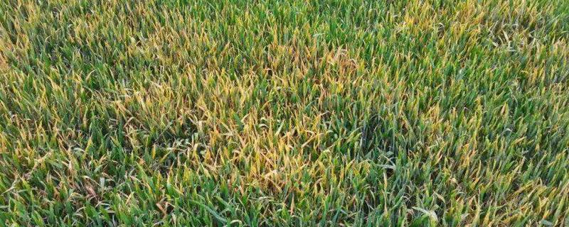 小麦叶锈病是什么引起的