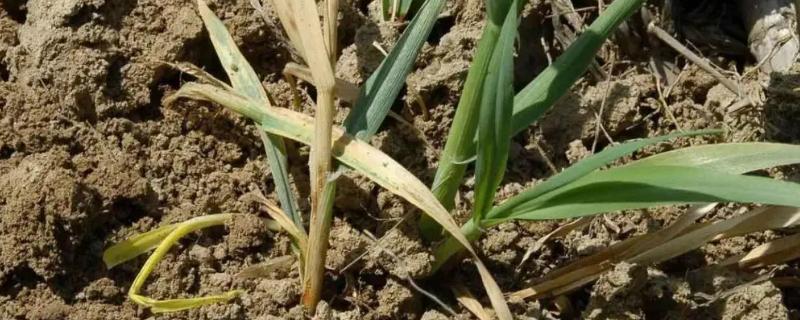 小麦根腐病是什么原因造成的