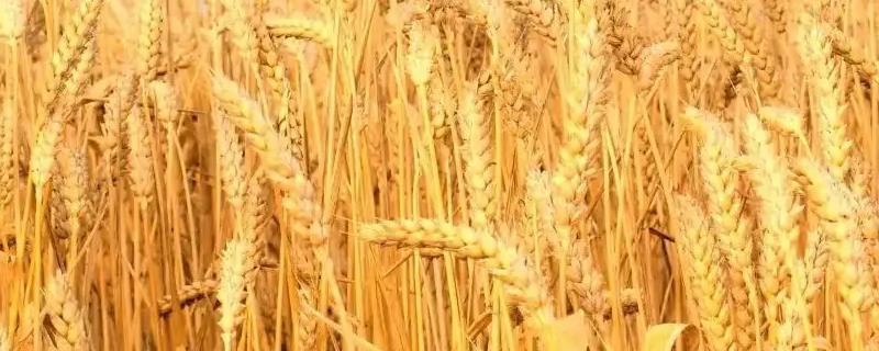 小麦上冬水最时间