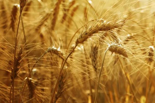 冬季小麦何时成熟