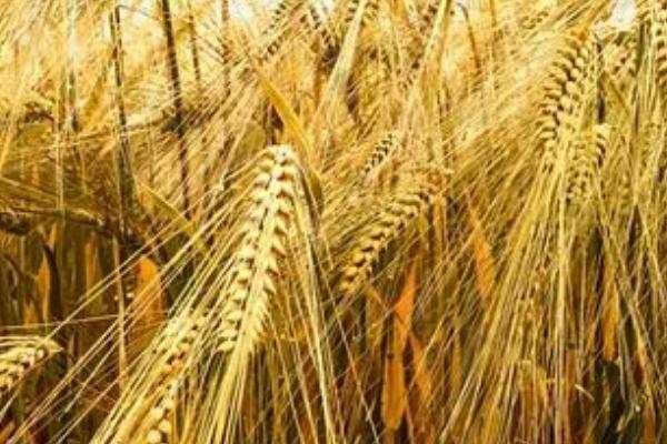 小麦为什么要浇越冬水