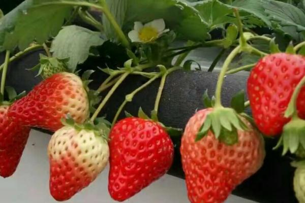 草莓生根养根用什么肥