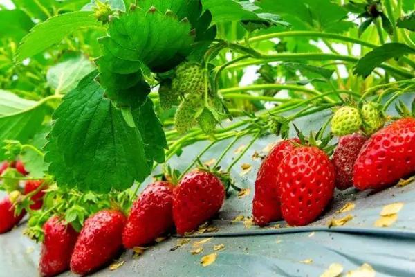 草莓施什么肥料果大