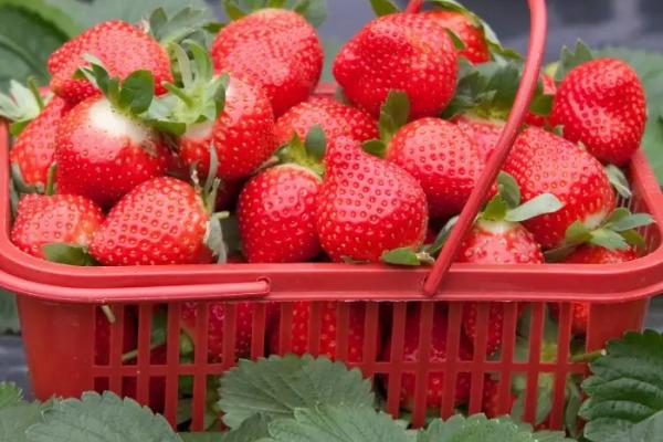 草莓施什么肥料果大