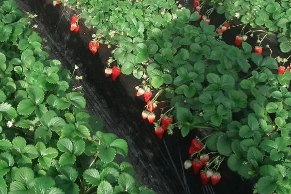 草莓施什么肥料果大