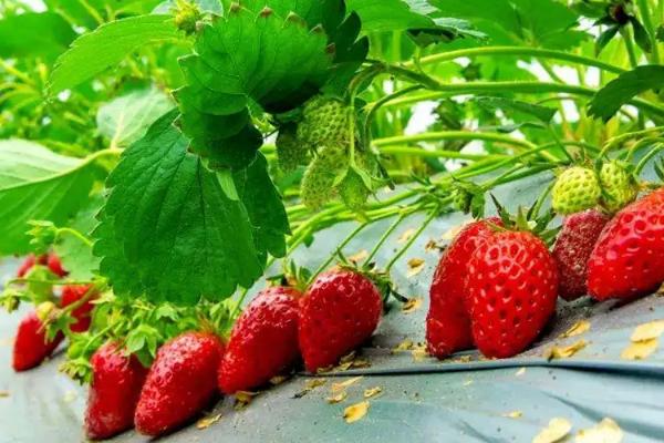 磷肥草莓放多少