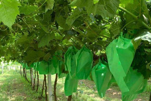 自己家种的葡萄需要套袋吗