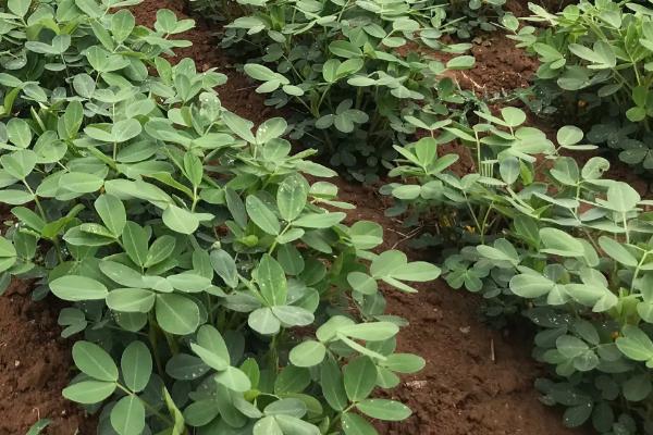 6月份种花生晚不晚