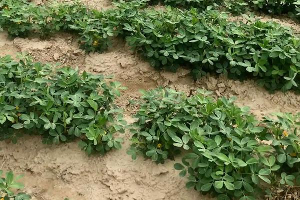 6月份种花生晚不晚