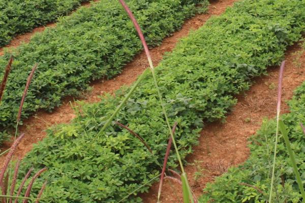 6月份种花生晚不晚