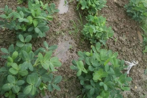 6月份种花生晚不晚