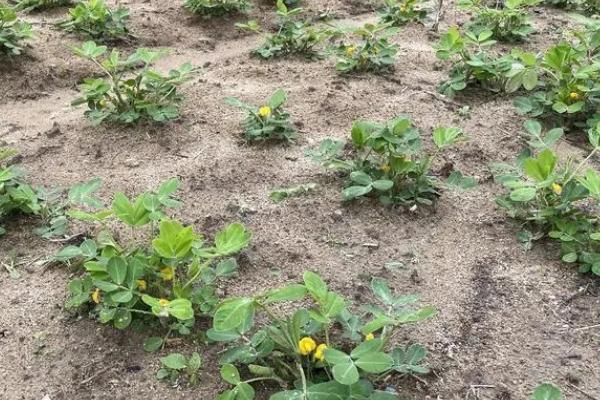 6月份种花生晚不晚