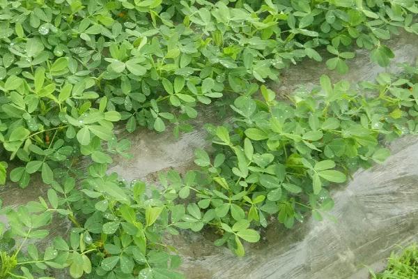 6月份种花生晚不晚