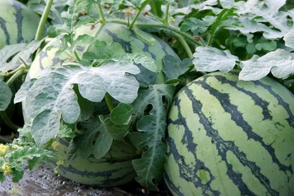 西瓜难坐果怎么办