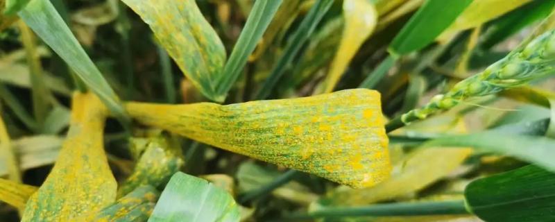 小麦条锈病症状