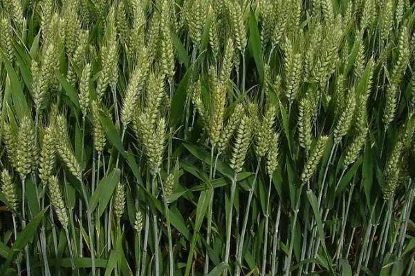 小麦立冬还能播吗